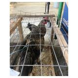 1 rooster 1 hen