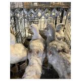 silver muscovies