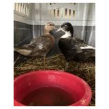 pair of muscovy
