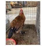 1 hen cochin bantam