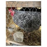 barred rock