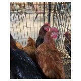 chickens