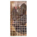 birchen cochin bantam hens