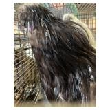silkies