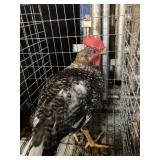 rooster