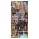 4 cochin hens 1 barred rock roster bantams