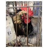 rooster