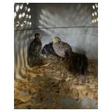 coturnix quail 3 mo old