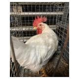 rooster