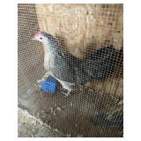 game birds