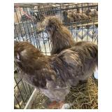 silkies