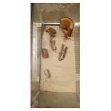 females desert hairy scorpion and tank all one moy