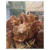 rhode island red pullets