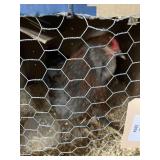 Maran/americana rooster