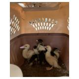 muscovy ducklings
