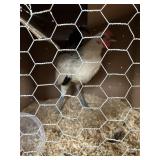 susex rooster