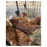 hens