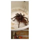 rear horned babboon tarantula