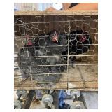 bantam cochins