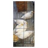 pekin ducks