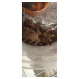 trinidad olive  tarantula