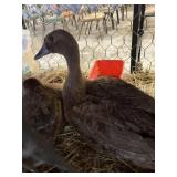 ducks