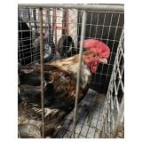 rooster