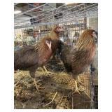 hens