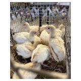young turkeys