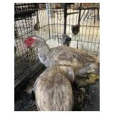 Lavendar Muscovy ducks