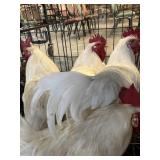 roosters