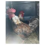 roosters