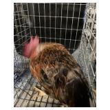 rooster