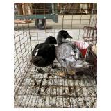 pair of muscovy