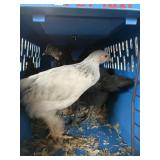 barnyard mix 2 mo old