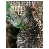 3 barred rocks 2 fibros 3mo old