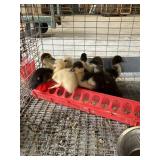 muscovy ducklings