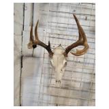 Deer ?? skull ??