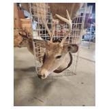Deer ?? mount