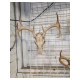Deer ?? rack skull ??