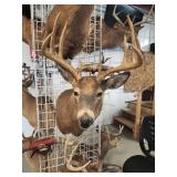 Deer  mount