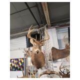 Deer  mounts