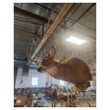 Deer  mount