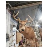 Deer mount