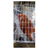 rooster