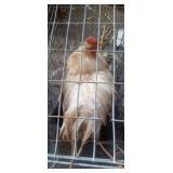 roosters