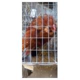 rooster
