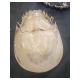 Horseshoe crab