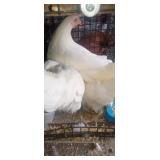 Easter Eggers