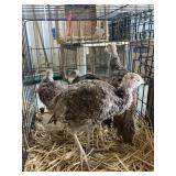 narragessent turkeys